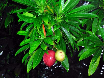 提灯の灯 秋の沖縄に実る大きな果実